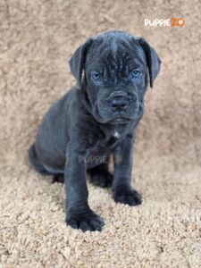 cane-corso-puppies-for-sale