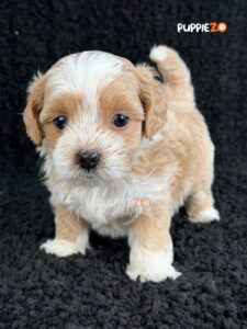 maltipoo-puppies-for-sale