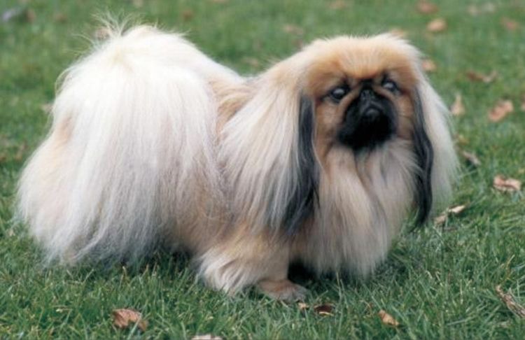 Pekingese - Puppiezo