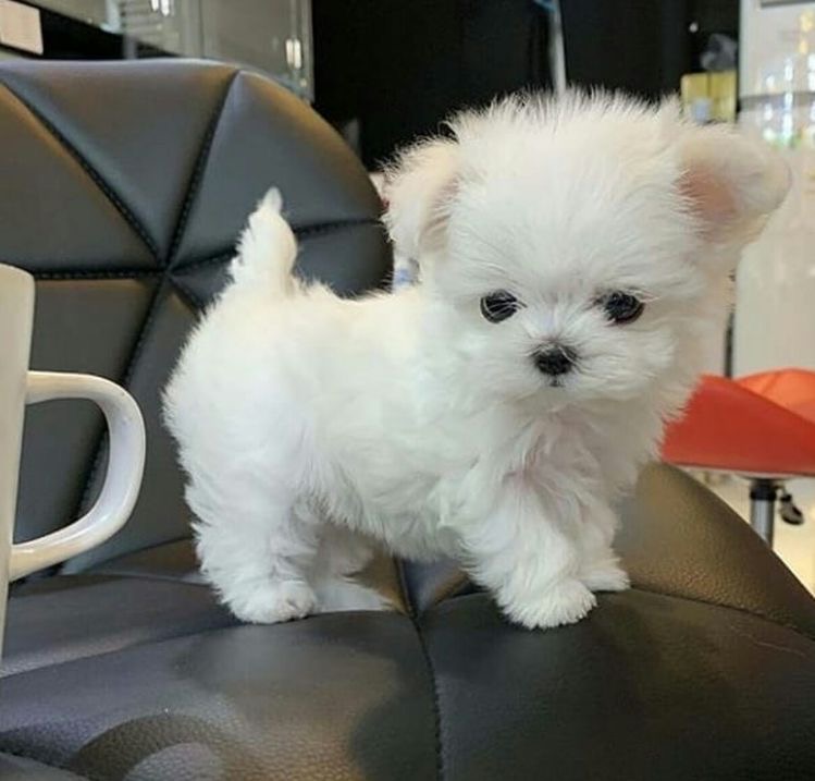 Maltese Puppy for Sale in Delhi NCR, India at Affordable Price 🐶