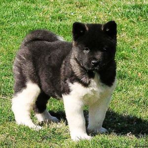 Akita puppies for sale