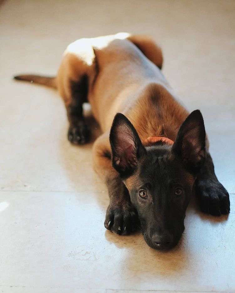 Buy Belgian Malinois Puppies for Sale in India At Best Prices