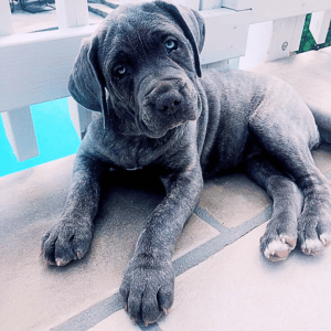 Blue Cane Corso Puppies for sale