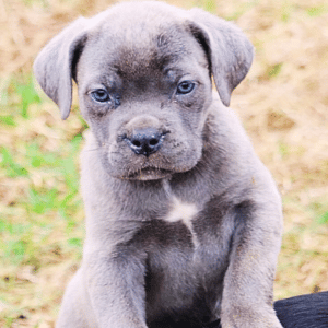Blue Cane Corso Puppy