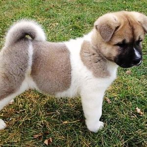 Buy Akita puppy for sale india