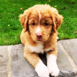 Canadian Golden Retriever Puppies