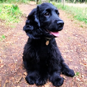 Flat Coated Retriever Puppies