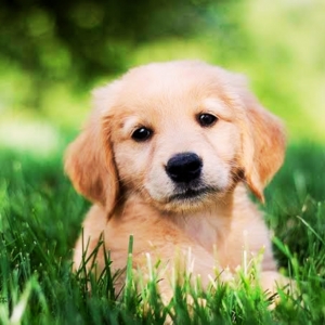 Golden Retriever Puppies