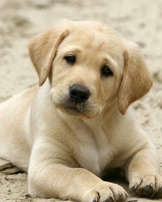 Buy or Adopt Labrador Retriever Puppies for Sale in India – Puppiezo