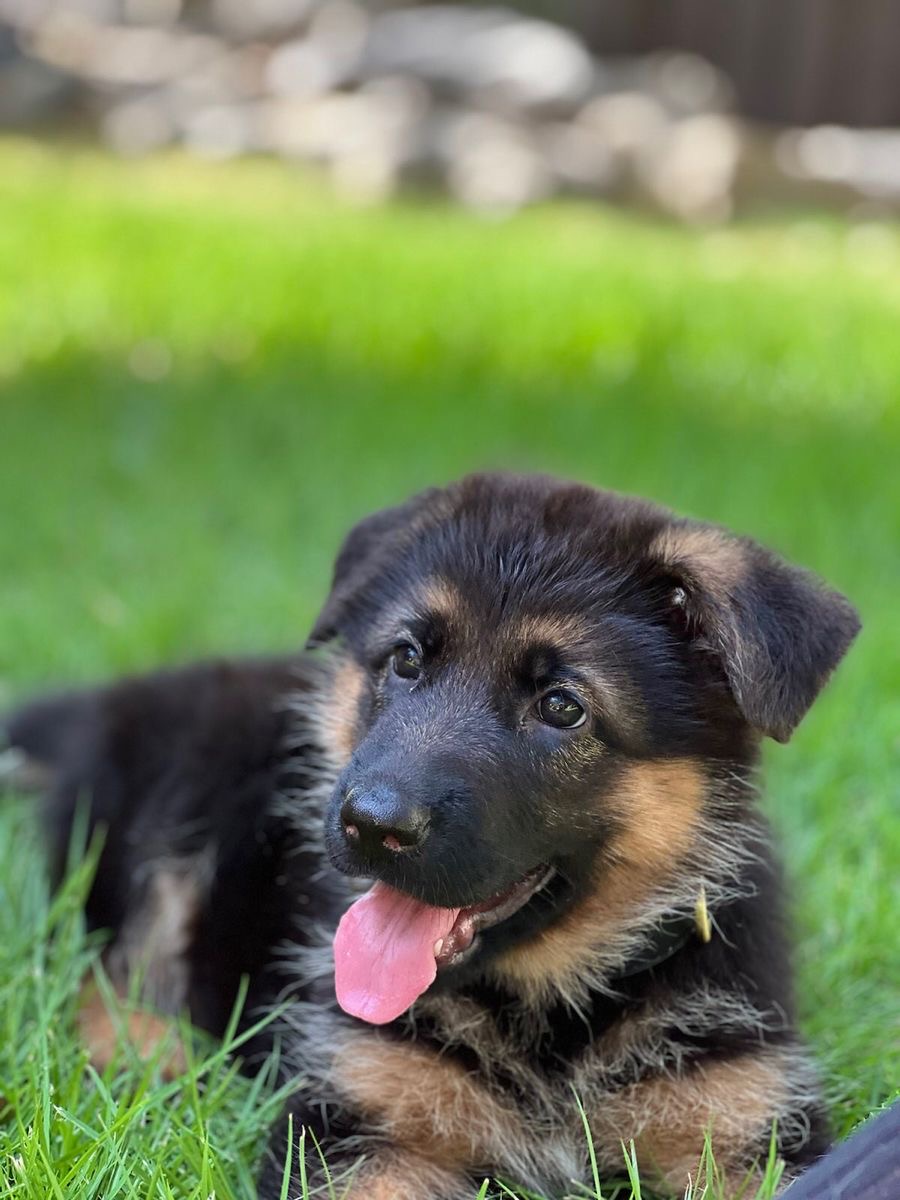 German Shepherd Smooth Coat Puppies For Sale in Delhi NCR/India 🐶