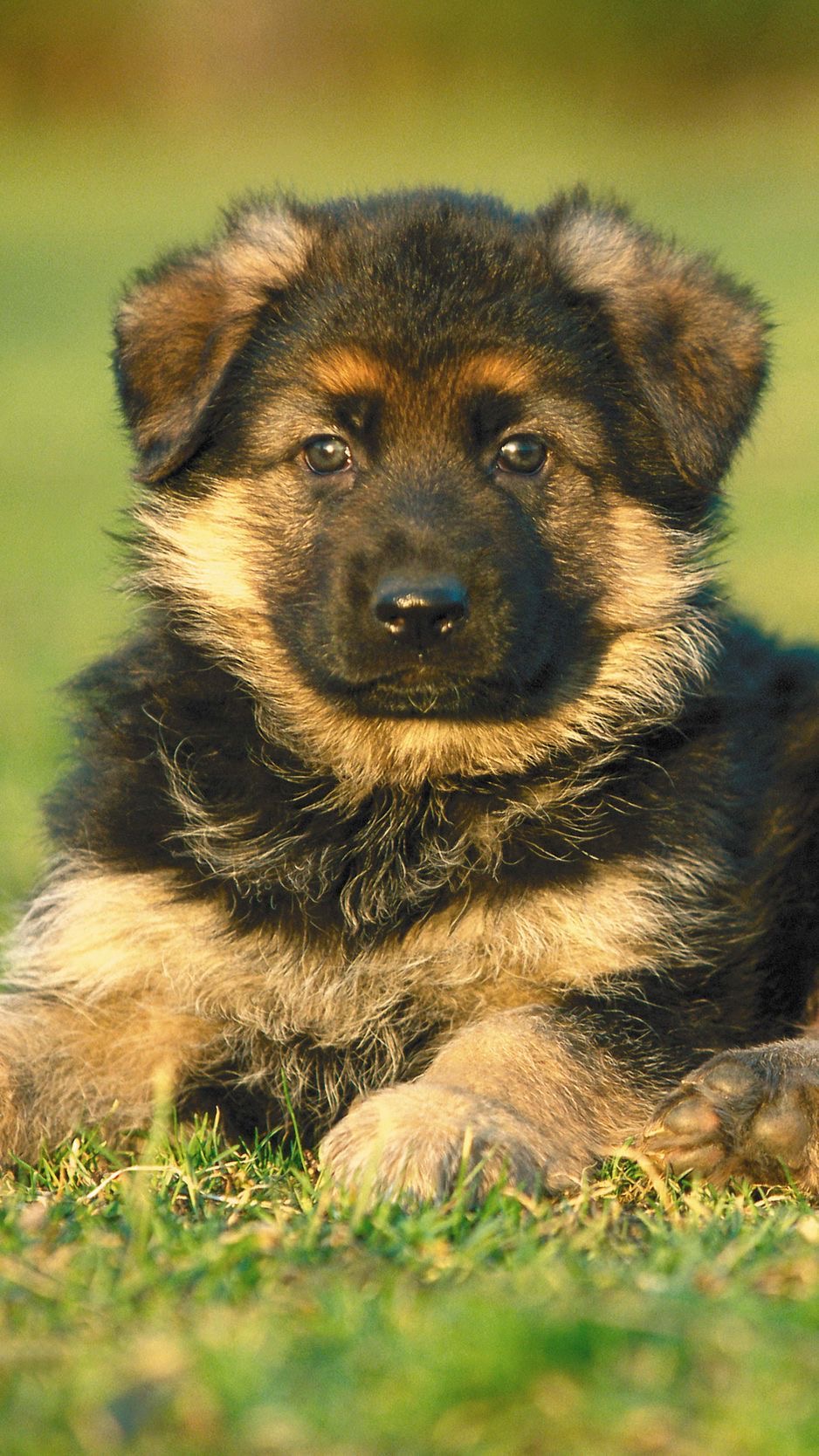 German double shop coat dog