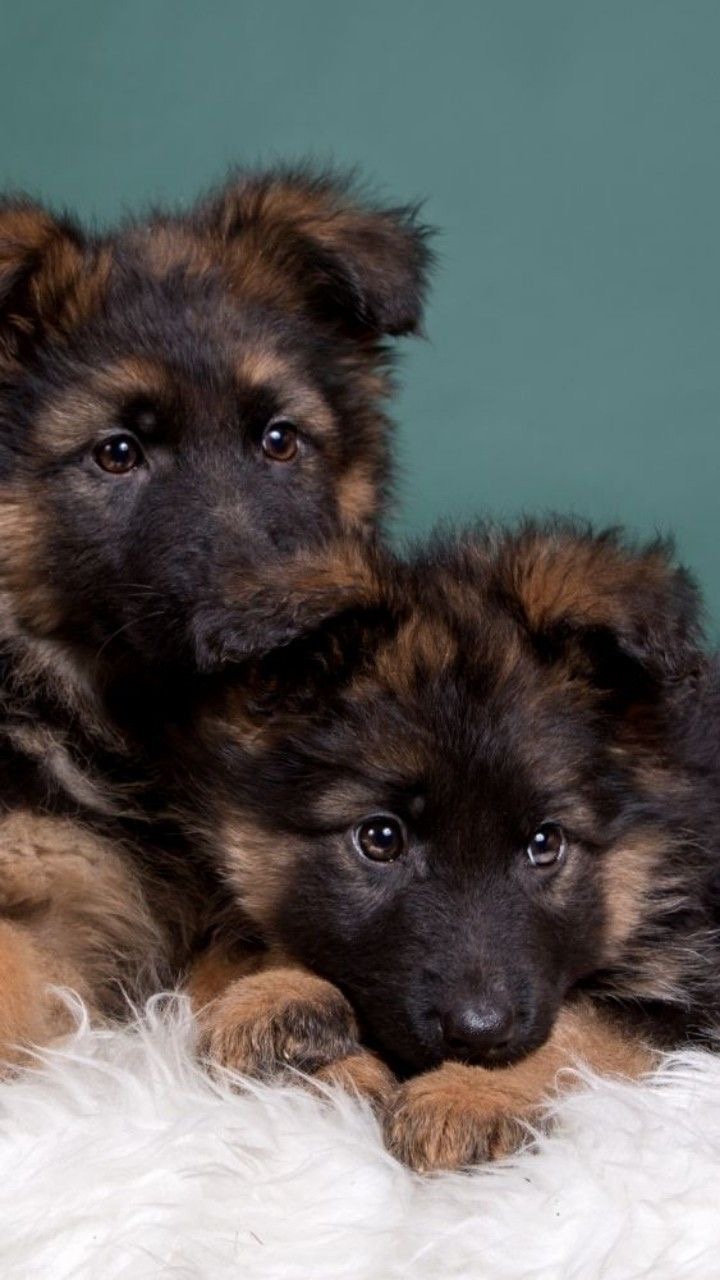 German Shepherd Double Coat Puppies For Sale in Delhi, India