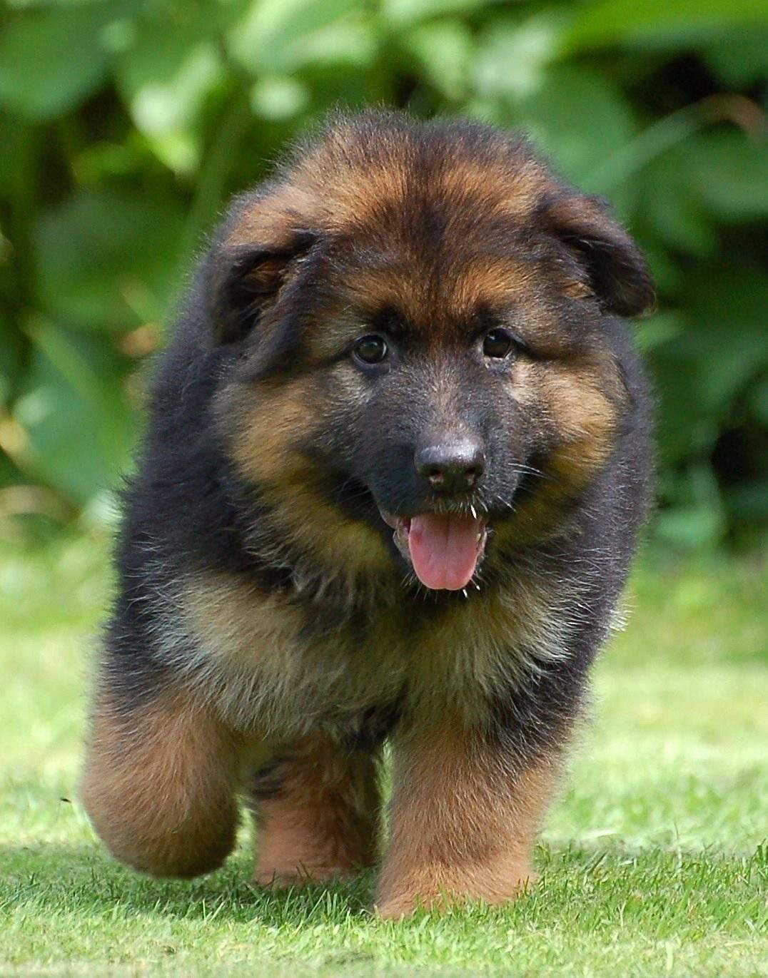 Buy German Shepherd Double Coat For Sale In Delhi NCR India