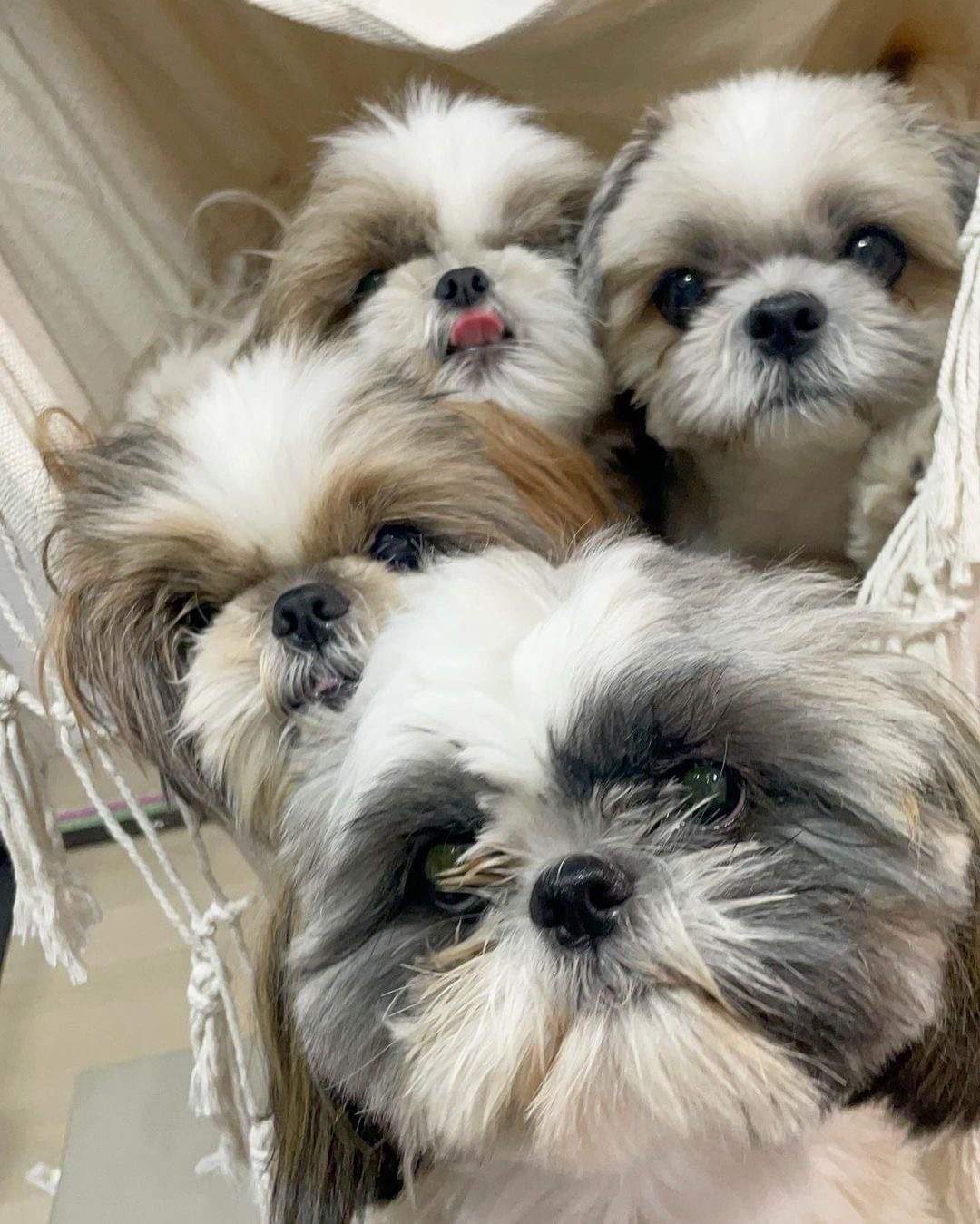 Buy Shih Tzu Dual Colour Puppies For Sale in Delhi NCR, India