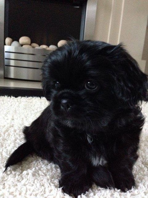 Buy Shih Tzu For Sale at Best Price in India - Buy 100% Pure Breed Puppies – Puppiezo