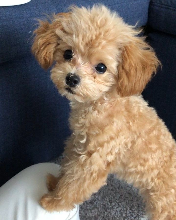 Toy Poodles Puppies For In