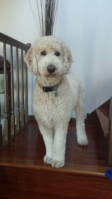 Standard Poodle Puppies for Sale in Delhi NCR, India - Find Your Perfect Companion - Puppiezo