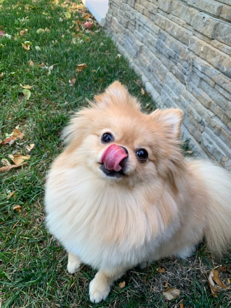 Pomeranian Dog for Sale in India