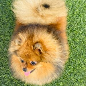Pomeranian Cultural Dog For Sale