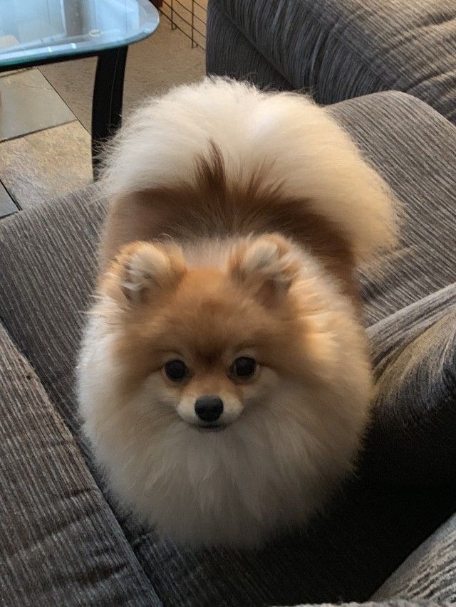 Pomeranian Dog for Sale in India