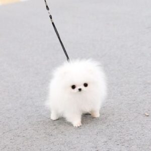 Teacup Pomeranian Dog For Sale