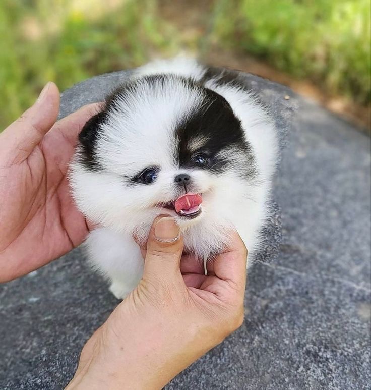 Teacup Pomeranian Dog For Sale