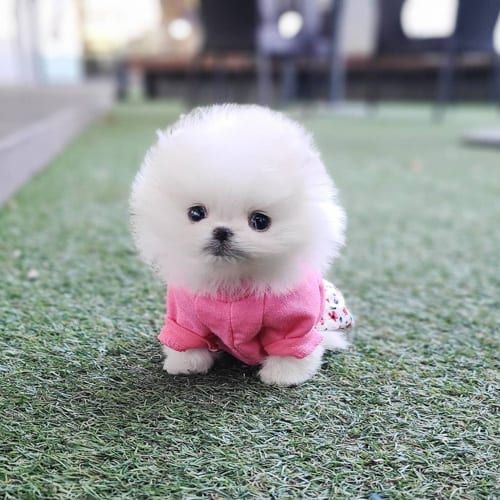 Buy Toy Pom Dogs/Puppies for Sale in Delhi, NCR India
