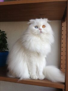 persian cat price in india