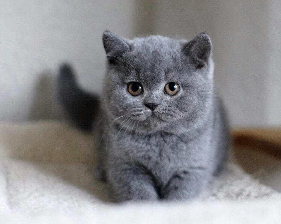 Buy British Shorthair Cats/Kittens for Sale in Delhi NCR, India