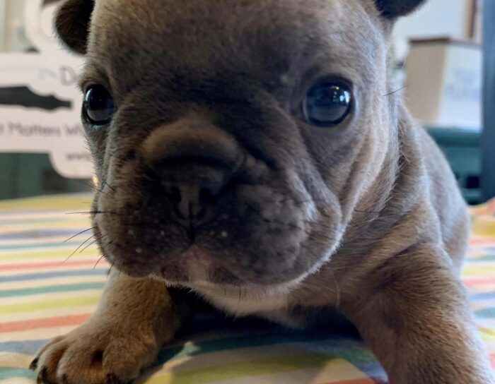 Buy Blue French Bulldog Puppies For Sale in Delhi NCR, India