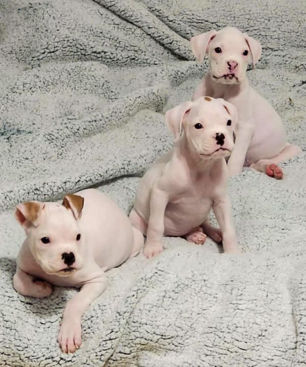 Buy White Boxer Puppies For Sale In Delhi NCR India