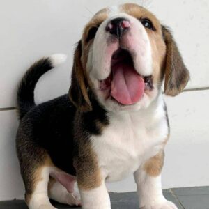 beagle dog price