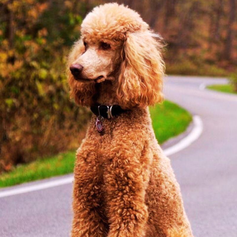 Poodle Price