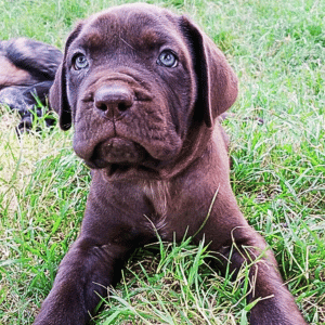 buy Blue Cane Corso Puppy for sale