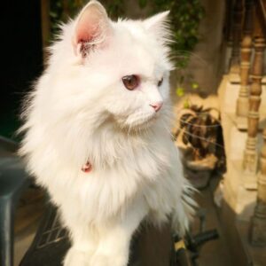 persian cat price