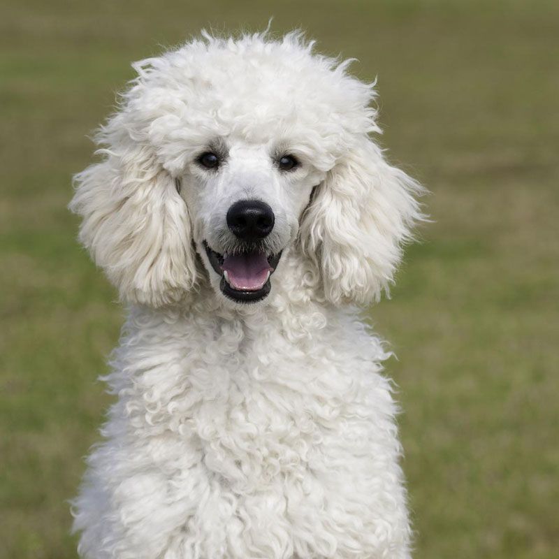poodle price in india