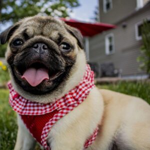 pug dog price