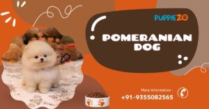 Pomeranian Dog Price in india