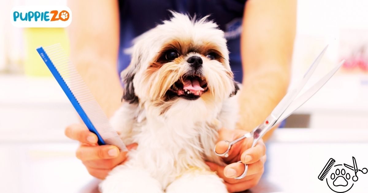 Find Quality Pet Grooming Near You The Comprehensive Guide of The Art