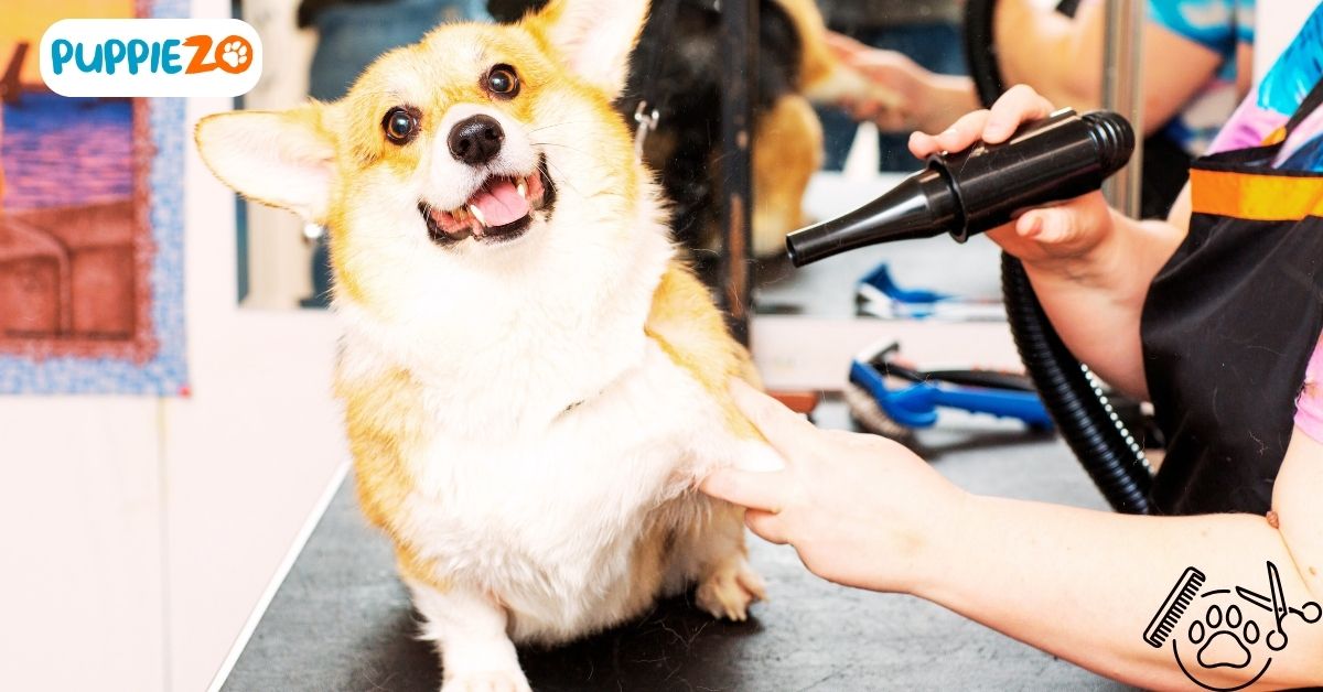 Find Quality Pet Grooming Near You The Comprehensive Guide of The Art of Pet Grooming