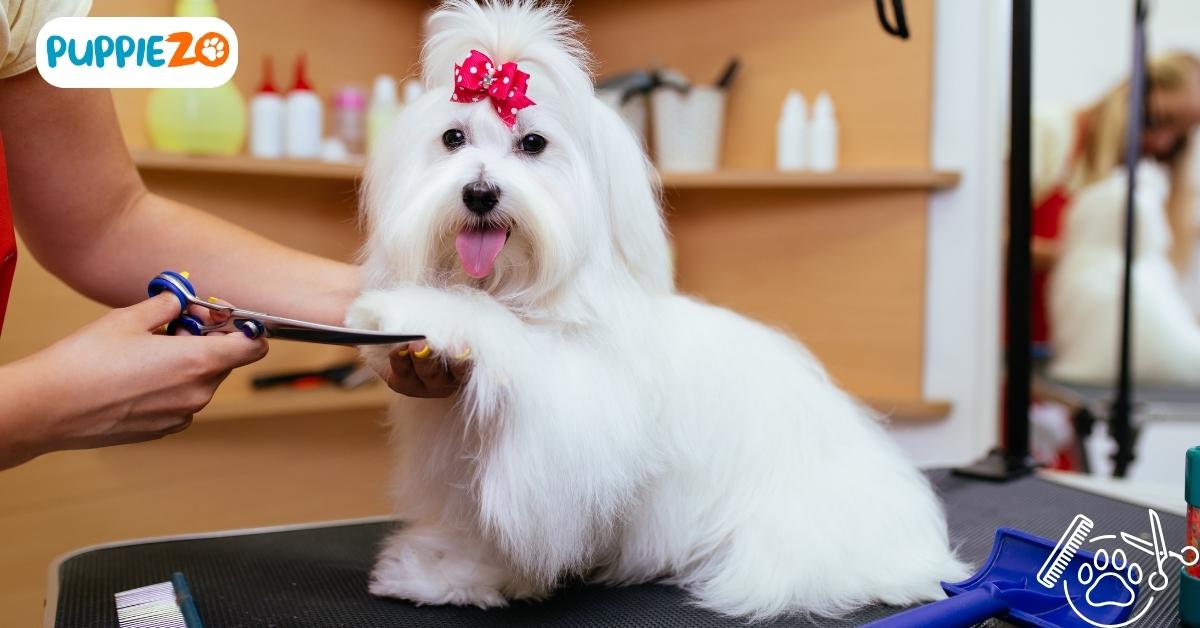 Pet Groomers Near Me: Find Top-Rated Pet Grooming Near You | Puppiezo