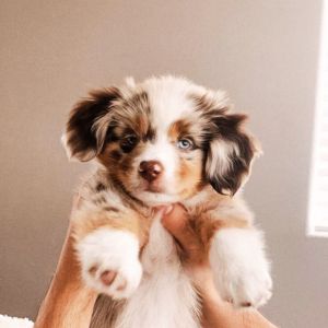 Australian Shepherd Puppies Price
