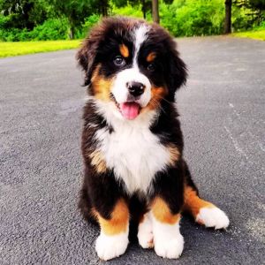 Bernese Mountain Dog Puppies in india