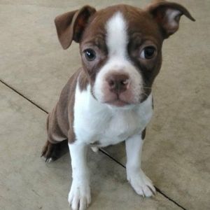 Boston Terrier Puppy Price