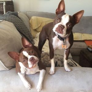 Boston Terrier Puppy for sale in india