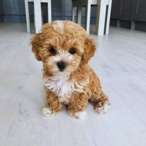 maltipoo puppy for sale