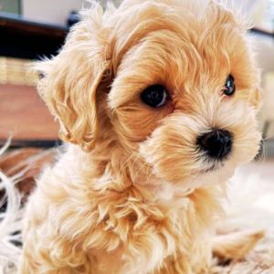 maltipoo puppy price in india