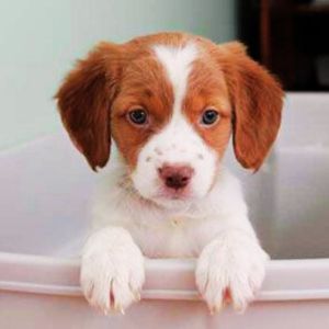 Brittany Spaniel Puppies for Sale