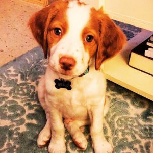 Brittany Spaniel Puppies for sale in india