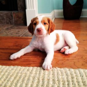 Brittany Spaniel Puppy Price in India